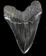 Black, Fossil Megalodon Tooth #41802-2